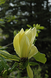 Sunburst Magnolia (Magnolia 'Sunburst') at Canadale Nurseries