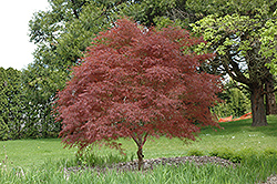 Dwarf Red Pygmy Japanese Maple (Acer palmatum 'Red Pygmy') at Canadale Nurseries