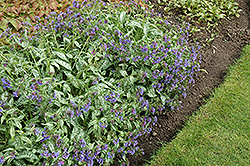 Trevi Fountain Lungwort (Pulmonaria 'Trevi Fountain') at Canadale Nurseries