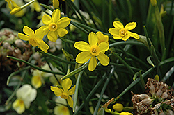 Baby Moon Daffodil (Narcissus 'Baby Moon') at Canadale Nurseries
