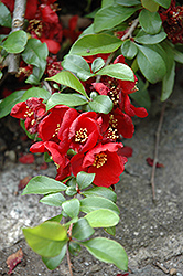 Crimson and Gold Flowering Quince (Chaenomeles x superba 'Crimson and Gold') at Canadale Nurseries
