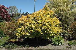 Katsura Japanese Maple (Acer palmatum 'Katsura') at Canadale Nurseries