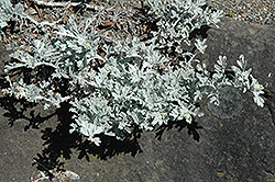 Dusty Miller (Artemisia stelleriana) at Canadale Nurseries