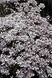 Pink Ice Candytuft (Iberis 'Pink Ice') at Canadale Nurseries