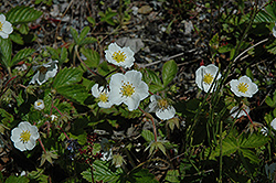 Wild Strawberry (Potentilla virginiana 'Glauca') at Canadale Nurseries