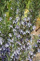 Rosemary (Rosmarinus officinalis) at Canadale Nurseries