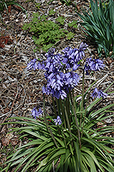 Blue Spanish Bluebell (Hyacinthoides hispanica 'Blue') at Canadale Nurseries