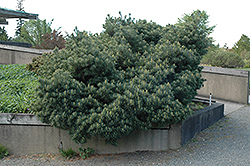 Blue Shag White Pine (Pinus strobus 'Blue Shag') at Canadale Nurseries