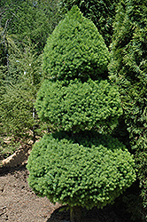 Dwarf Alberta Spruce (Picea glauca 'Conica (pom pom)') at Canadale Nurseries