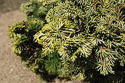 Verdoni Gold Hinoki Falsecypress (Chamaecyparis obtusa 'Verdoni Gold') at Canadale Nurseries