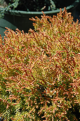 Fire Chief Arborvitae (Thuja occidentalis 'Congabe') at Canadale Nurseries