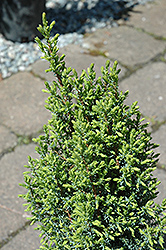 Pencil Point Juniper (Juniperus communis 'Pencil Point') at Canadale Nurseries