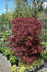 Red Dragon Japanese Maple (Acer palmatum 'Red Dragon') at Canadale Nurseries