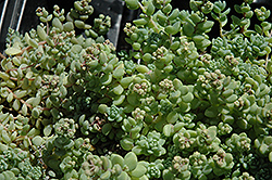 Corsican Stonecrop (Sedum dasyphyllum 'var. major') at Canadale Nurseries