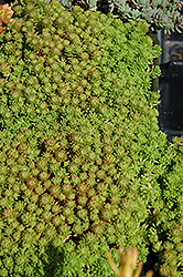 Mossy Stonecrop (Sedum lydium) at Canadale Nurseries