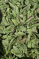 Brass Buttons (Leptinella squalida) at Canadale Nurseries