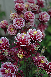 Winky Double Red And White Columbine (Aquilegia 'Winky Double Red And White') at Canadale Nurseries