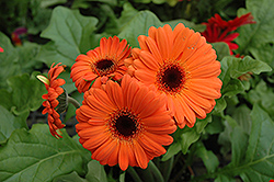 Orange Gerbera Daisy (Gerbera 'Orange') at Canadale Nurseries