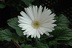 White Gerbera Daisy (Gerbera 'White') at Canadale Nurseries