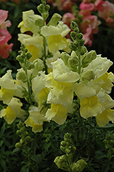 Snapshot Yellow Snapdragon (Antirrhinum majus 'PAS409666') at Canadale Nurseries