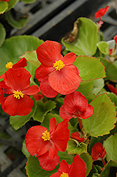 Prelude Scarlet Begonia (Begonia 'Prelude Scarlet') at Canadale Nurseries