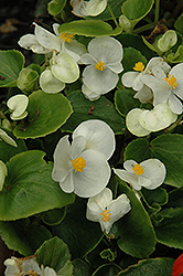 Prelude White Begonia (Begonia 'Prelude White') at Canadale Nurseries