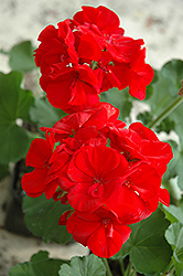 Maestro Bright Red Geranium (Pelargonium 'Maestro Bright Red') at Canadale Nurseries