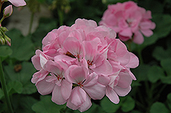 Patriot Soft Pink Geranium (Pelargonium 'Patriot Soft Pink') at Canadale Nurseries