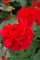 Maestro Rich Red Geranium (Pelargonium 'Maestro Rich Red') at Canadale Nurseries