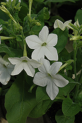 Saratoga White Flowering Tobacco (Nicotiana 'Saratoga White') at Canadale Nurseries