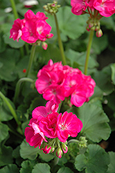 Patriot Rose Pink Geranium (Pelargonium 'Patriot Rose Pink') at Canadale Nurseries