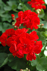 Patriot Bright Red Geranium (Pelargonium 'Patriot Bright Red') at Canadale Nurseries