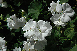 Maestro White Geranium (Pelargonium 'Maestro White') at Canadale Nurseries