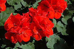 Patriot Red Geranium (Pelargonium 'Patriot Red') at Canadale Nurseries