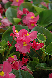 Prelude Rose Begonia (Begonia 'Prelude Rose') at Canadale Nurseries