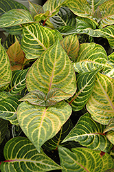 Blazin' Lime Blood Leaf (Iresine herbstii 'Blazin' Lime') at Canadale Nurseries