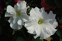 Dreams White Petunia (Petunia 'Dreams White') at Canadale Nurseries