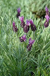 Anouk Spanish Lavender (Lavandula stoechas 'Anouk') at Canadale Nurseries