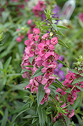 Pink Angelonia (Angelonia angustifolia 'Pink') at Canadale Nurseries