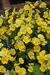 Sunsatia Lemon Nemesia (Nemesia 'Sunsatia Lemon') at Canadale Nurseries
