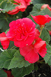 Nonstop Rose Pink Begonia (Begonia 'Nonstop Rose Pink') at Canadale Nurseries