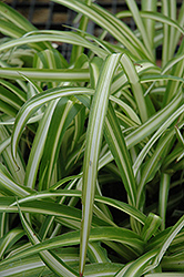 Spider Plant (Chlorophytum comosum) at Canadale Nurseries
