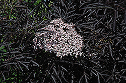 Black Lace Elder (Sambucus nigra 'Eva') at Canadale Nurseries