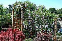 Summer Cascade Wisteria (Wisteria macrostachya 'Betty Matthews') at Canadale Nurseries