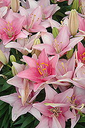 Lily Looks Tiny Icon Lily (Lilium 'Tiny Icon') at Canadale Nurseries