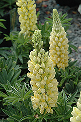 Gallery Yellow Lupine (Lupinus 'Gallery Yellow') at Canadale Nurseries