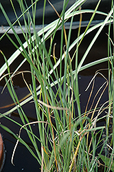 Cattail (Typha gracilis) at Canadale Nurseries