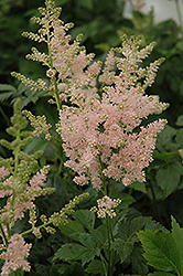 Apple Blossom Japanese Astilbe (Astilbe japonica 'Apple Blossom') at Canadale Nurseries