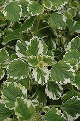 Variegated Swedish Ivy (Plectranthus coleoides 'Variegata') at Canadale Nurseries