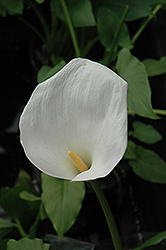 Calla Lily (Zantedeschia aethiopica) at Canadale Nurseries